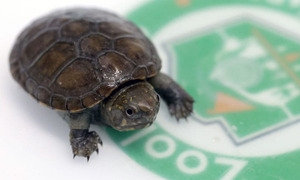 Zoológico de Guadalajara celebra el nacimiento de la tortuga más pequeña del mundo en peligro de extinción - OviedoPress