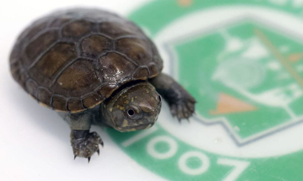 Zoológico de Guadalajara celebra el nacimiento de la tortuga más pequeña del mundo en peligro de extinción - OviedoPress