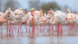 Descubren por qué los flamencos migratorios viven más tiempo que los residentes - Ciencia - ABC Color