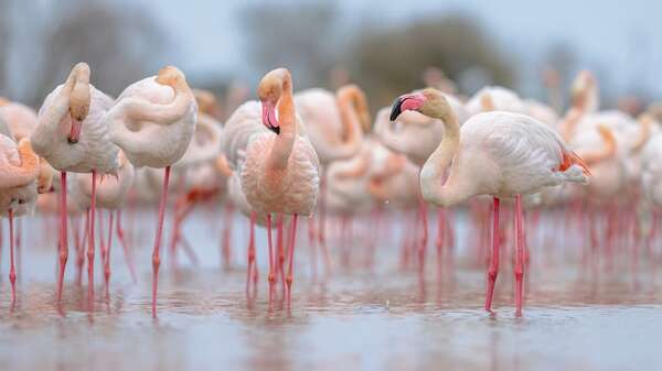 Descubren por qué los flamencos migratorios viven más tiempo que los residentes - Ciencia - ABC Color