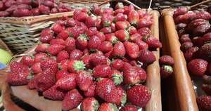 Diario HOY | Feria de la frutilla será mañana en Asunción