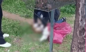 Hombre es detenido por matar a un gato con rifle de aire comprimido en Fernando de la Mora - Noticiero Paraguay