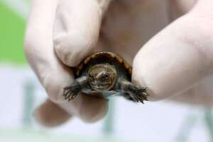 ¡Nace la tortuga más pequeña del mundo! Un éxito de conservación en Guadalajara - Ciencia - ABC Color