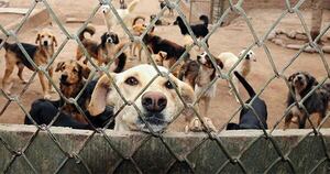 Diario HOY | Respaldan creación del “Día Nacional del Rescatista de Animales”