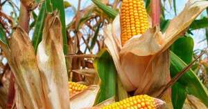 La Nación / Destacan crecimiento de cultivo de maíz zafriña por encima del millón de hectáreas