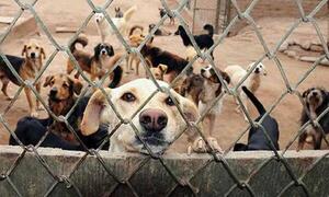 Respaldan creación del “Día Nacional del Rescatista de Animales” – Prensa 5