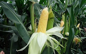 Área de cultivo de maíz zafriña crece por encima del millón de hectáreas, según informe de Inbio - ADN Digital