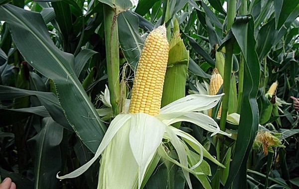 Área de cultivo de maíz zafriña crece por encima del millón de hectáreas, según informe de Inbio - ADN Digital