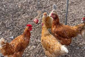 Brotes de gripe aviar en la región: Senacsa emite recomendaciones - ABC Rural - ABC Color