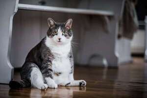 Estas son las razas de gato con mayor riesgo de obesidad: qué hacer al respecto - Mascotas - ABC Color