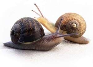 Nueva Zelanda: buscan pareja para Ned, un caracol zurdo - Mundo - ABC Color