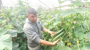 Contrabando perjudica la comercialización de pepino y exigen mayor control - Nacionales - ABC Color