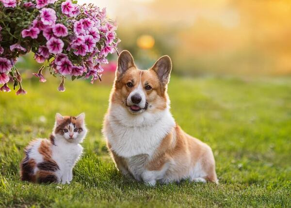 Perro vs. gato: ¿cuál se adapta mejor a tu estilo de vida? - Mascotas - ABC Color