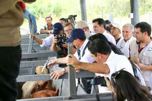 Cámara de Carnes pide definir el futuro de la vacunación antiaftosa con criterios técnicos - ABC Rural - ABC Color