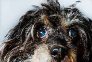 Todo sobre el glaucoma en perros: señales de alerta y razas en riesgo - Mascotas - ABC Color