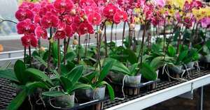 La Nación / Floricultura del Paraguay obtiene certificación ISO