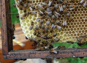 Productores de miel reciben certificación de calidad con sello verde