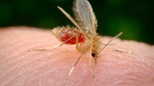 Cháke: tercer caso de leishmaniasis humana detectado en Amambay