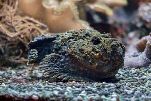 Impactante: el pez piedra y su veneno, todo lo que necesitás saber - Ciencia - ABC Color