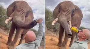 Popular / Un turista español provocó indignación en Kenia por darle cerveza a un elefante