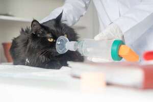 Gatos braquicéfalos: cuidados y riesgos que debes conocer para su salud - Mascotas - ABC Color