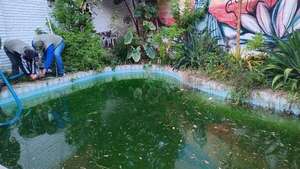 Piscina convertida en criadero de mosquitos: intervienen vivienda abandonada en el barrio Mariscal López  - Nacionales - ABC Color