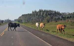 Mundial de Rally: piden cuidado con animales sueltos en la ruta  - Nacionales - ABC Color