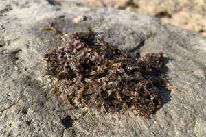 Rugulopteryx okamurae: el alga asiática que causa estragos en las playas de Portugal - Ciencia - ABC Color