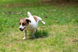 Guía esencial para enseñar a tu cachorro a hacer sus necesidades en el lugar correcto - Mascotas - ABC Color