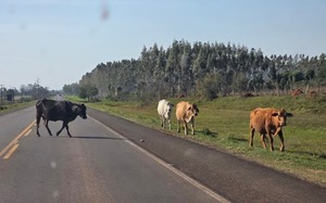 MOPC advierte sobre presencia de animales en las rutas durante el Rally