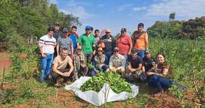 Diario HOY | De Itapúa a Europa: pequeños productores logran exportar 20.000 kilos de yerba mate