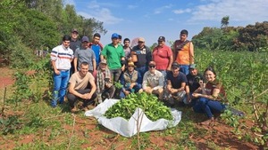 Pequeños productores de Itapúa logran exportar 20.000 kilos de yerba mate a Europa - ADN Digital