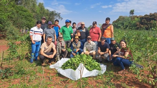 Pequeños productores de Itapúa logran exportar 20.000 kilos de yerba mate a Europa - ADN Digital