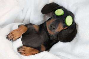 ¡Dale a tu perro el descanso que se merece! Descubrí cómo elegir la cama ideal - Mascotas - ABC Color