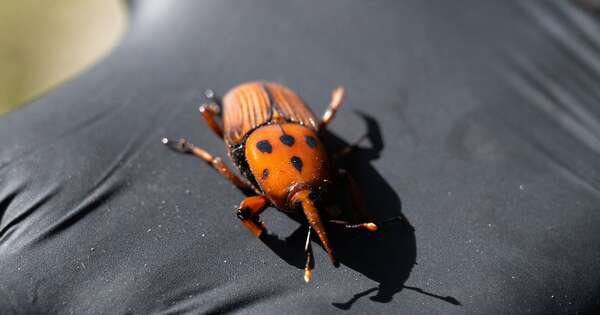 La Nación / Preocupa en Uruguay una plaga de picudo rojo que arrasa palmeras