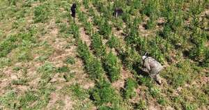 Diario HOY | Anulan 10 hectáreas de marihuana y narcos pierden USD 4,5 millones