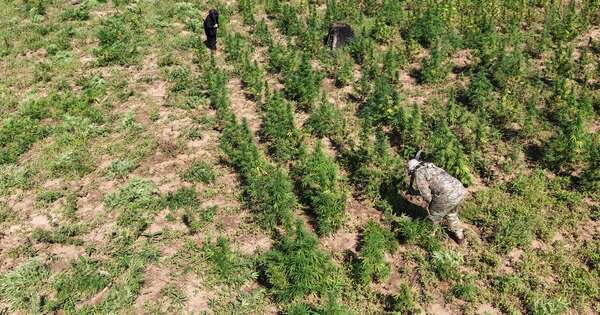 Diario HOY | Anulan 10 hectáreas de marihuana y narcos pierden USD 4,5 millones