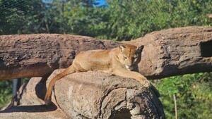 Día Internacional del Puma: Curiosidades sobre el felino silencioso de América
