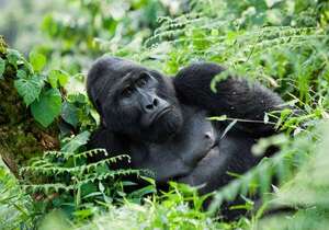 Cómo visitar Bwindi y vivir una experiencia única con gorilas en Uganda - Viajes - ABC Color