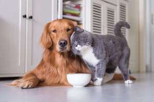 Razas de perros que se adaptan mejor a la vida con felinos: guía para propietarios responsables - Mascotas - ABC Color