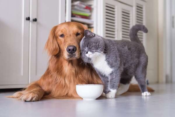 Razas de perros que se adaptan mejor a la vida con felinos: guía para propietarios responsables - Mascotas - ABC Color