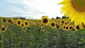 Sector de biocombustibles genera hasta USD 500 millones al año