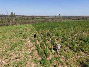 Anulan 30 toneladas de marihuana en Canindeyú