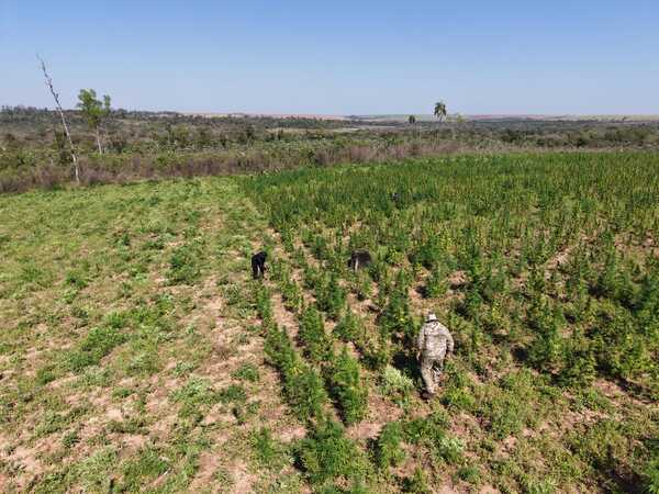 Anulan 30 toneladas de marihuana en Canindeyú