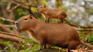 Capibara: el roedor más querido del planeta, emblema del Paraguay, con modo propio en whatsapp