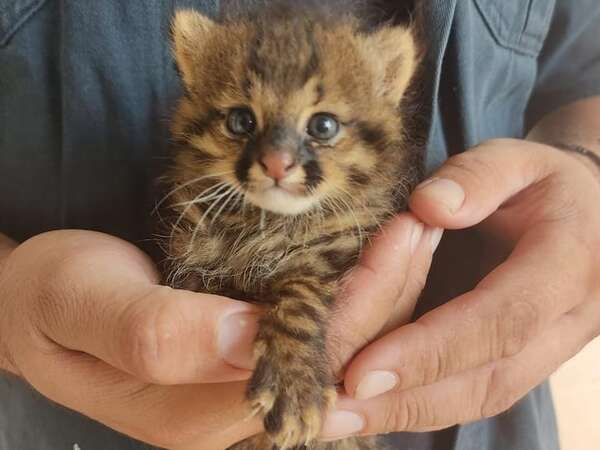 Refugio Urutaú comunica que ya no recibirá animales y esto dicen sobre su futuro - Nacionales - ABC Color