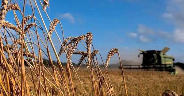 La Nación / Preparan cosecha de trigo y canola con áreas de siembra en buen estado