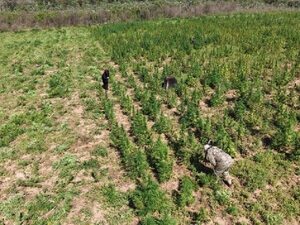 SENAD impacta al narcotráfico con pérdidas de USD 4,5M