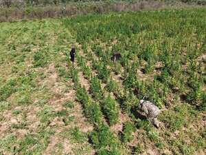 Eliminan 30 toneladas de marihuana en operativo en Canindeyú - Policiales - ABC Color
