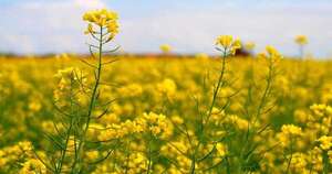 La Nación / Productores preparan cosecha de trigo y canola